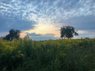 Wildflower Field and Lone Tree