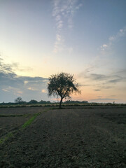 Pastel Skies and Solitary Tree