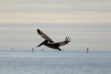 Fly Pelican, Fly