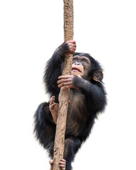Young chimpanzee climbing a vine isolated on a transparent background Png