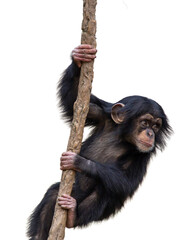 Young chimpanzee climbing a vine isolated on a transparent background Png