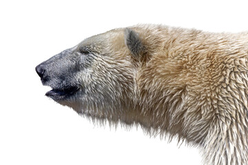 Close-up portrait of a polar bear isolated on transparent background png © Patrick Rolands
