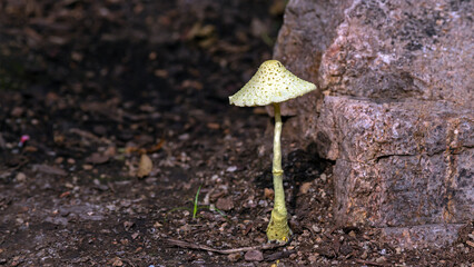 Close-up macro landscape with mushroom