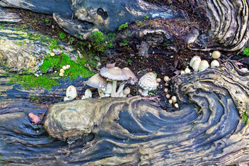 Miniature landscape with mushrooms growing in a rotting log