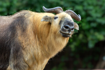 A smug Sichuan Takin strikes a pose for the camera at the St. Louis, MO zoo in Forest Park 
