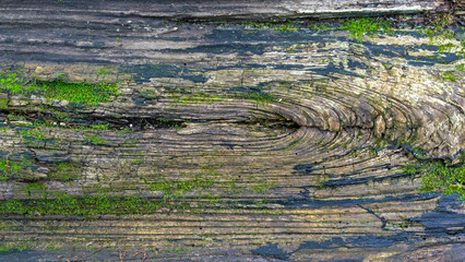 close-up background texture of natural wood weathered and covered with moss 