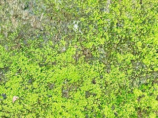 Close-up of moss growing on a stone in a humid, shaded environment, showing the texture and natural detail of the green growth clinging to the rock surface
