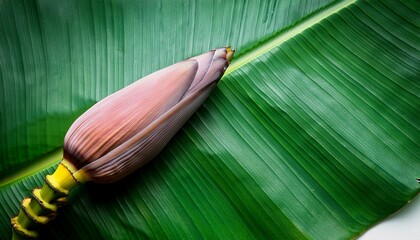 banana bud or banana flower banana blossom from a banana tree on the green leaf