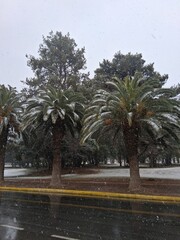 palm trees in the city