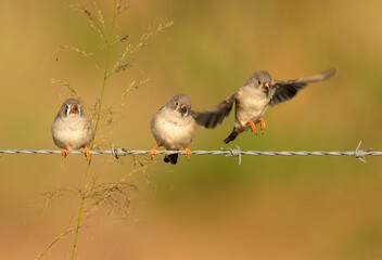 Zebra Finch (Taeniopygia guttata) taking off from a fence after feeding on grass seeds in...