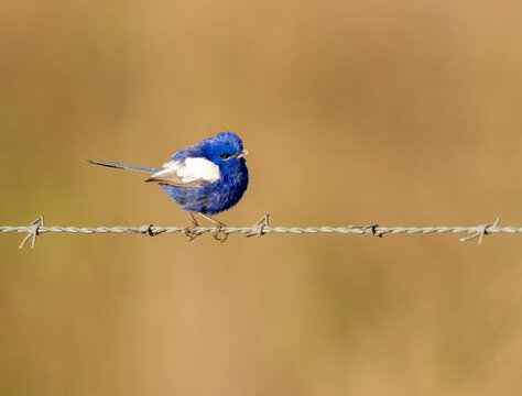 White-winged Fairywren (Malurus leucopterus) male bird sitting on a wire fence with  a white flower, a  bird display to attract female birds.