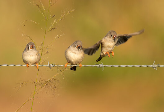 Zebra Finch (Taeniopygia guttata) taking off from a fence after feeding on grass seeds in Queensland, Australia.