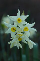 冬の花壇に咲くフサザキスイセンの白い花