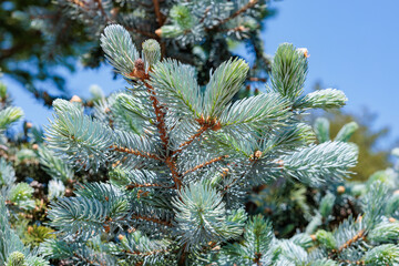Beautiful new shoots of picea pungens in spring in forest.
