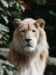 Naklejka premium Majestic white lion portrait. Regal and serene, framed by lush greenery. Symbolizes strength, beauty, and rarity. Perfect for wildlife, conservation, or inspirational themes.