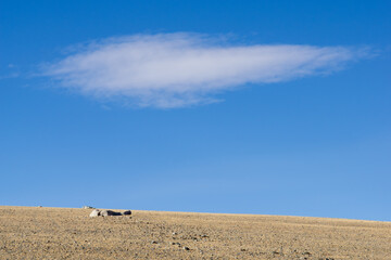 Expansive dry landscape with a single cloud drifting in a clear blue sky, showcasing the vastness...
