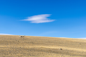 Vast arid landscape under a clear blue sky, featuring a gentle slope of dry grass and scattered...