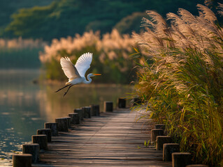 Elegant White Heron Flying Over a Scenic Lakeside Wooden Path