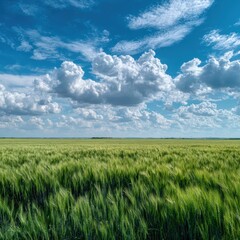 Fototapeta premium Expansive green field under a vibrant blue sky dotted with fluffy cumulus clouds; gentle breeze ripples the wheat