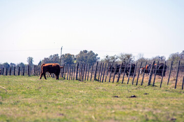 Young Red Angus  Bull Standing Guard Over the Herd