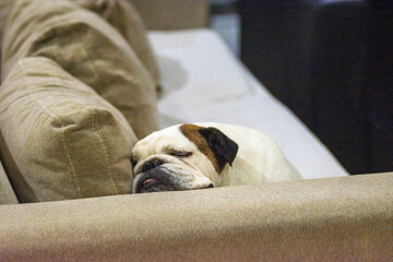 Shot of a cute English Bulldog sleeping comfortably on an armchair