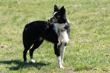 Portrait of a Border Collie on a Farm