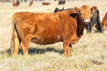 Young Red Angus  Bull Standing Guard Over the Herd
