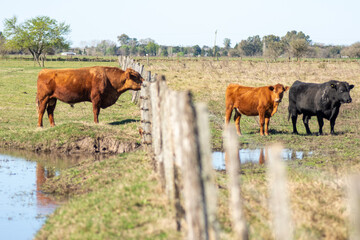 Young Red Angus  Bull Standing Guard Over the Herd