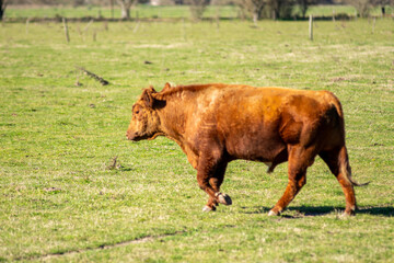 Young Red Angus  Bull Standing Guard Over the Herd