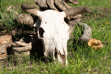 Close-Up of Longhorn Cattle Skull on a Rustic Farm