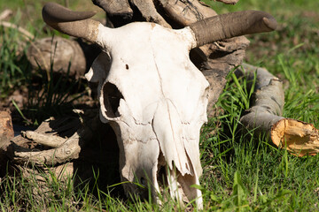 Close-Up of Longhorn Cattle Skull on a Rustic Farm