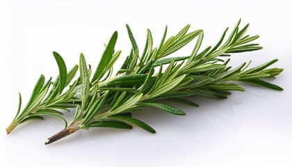 Fototapeta premium fresh rosemary sprig isolated on white background