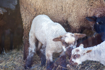 Curious lamb looking directly at the camera inside a cozy wooden stable, highlighting the gentle nature and charm of newborn farm animals