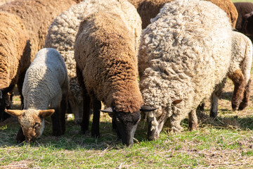 Flock of Sheep Grazing Peacefully on a Farm