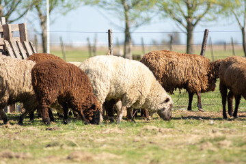 Flock of Sheep Grazing Peacefully on a Farm