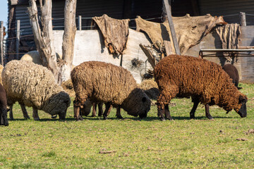 Flock of Sheep Grazing Peacefully on a Farm