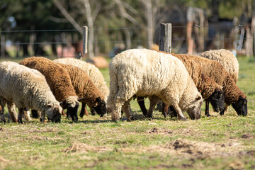 Flock of Sheep Grazing Peacefully on a Farm