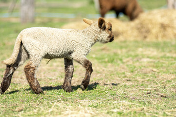 Curious lamb looking directly at the camera inside a cozy wooden stable, highlighting the gentle nature and charm of newborn farm animals