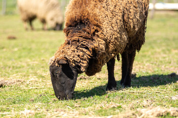 Portrait of a Sheep Grazing in a Sunny Pasture
