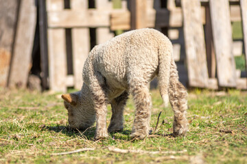 Curious lamb looking directly at the camera inside a cozy wooden stable, highlighting the gentle nature and charm of newborn farm animals