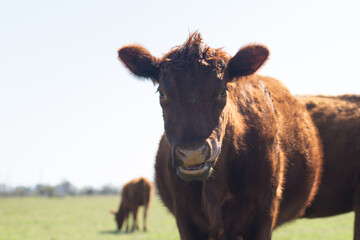 Shot of a Curious Red Angus Calf Looking Directly at the Camera in Pasture
