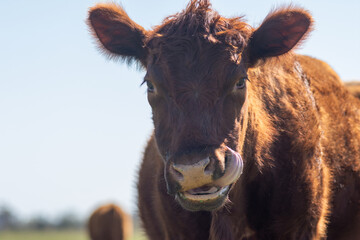 Curious Red Angus Calf Looking Directly at the Camera in Pasture