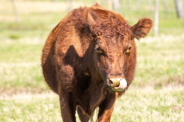 Curious Red Angus Calf Looking Directly at the Camera in Pasture