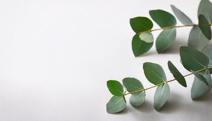Fototapeta premium eucalyptus sprigs laying on white background for nature themed mockups