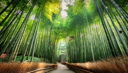 a serene bamboo forest in japan