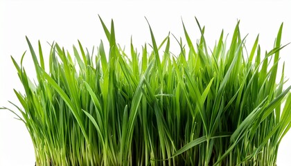 Fototapeta premium grass isolated on white background