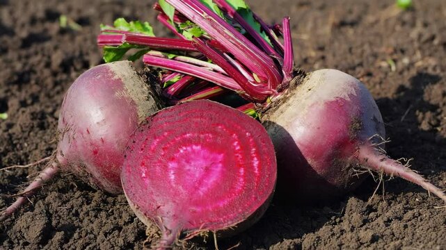 Fresh beetroot growing in soil. Healthy organic vegetable on farm