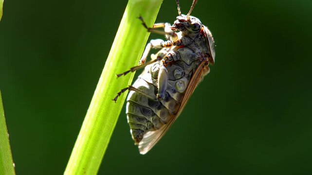 Cicada clings upside down to vibrant green stem against blurred backdrop