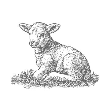 Hand Drawn Lamb sitting on a Grass. Vintage rough woodcut engraving linocut style vector illustration
