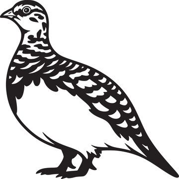 Illustration of a ptarmigan bird standing in black and white with detailed feather patterns visible clearly